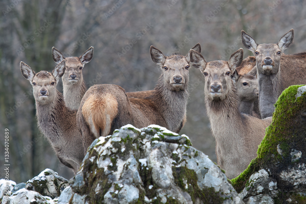 Fototapeta premium Deer Pack