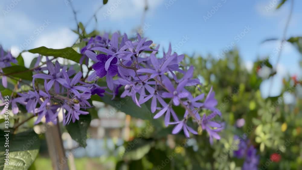 A vibrant Sandpaper Vine (Petrea volubilis), also known as Queen’s Wreath, Purple Wreath, or Bluebird Vine, captured under bright sunlight. clusters of striking purple flowers with star-shaped petals A vibrant Sandpaper Vine (Petrea volubilis), also known as Queen’s Wreath, Purple Wreath, or Bluebird Vine, captured under bright sunlight. clusters of striking purple flowers with star-shaped petals