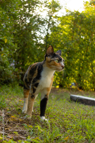 A curious calico cat walking through green grass, staring ahead with wide, alert eyes. Sunlight filters through the trees, casting a warm glow on the scene. A dynamic and engaging feline portrait.