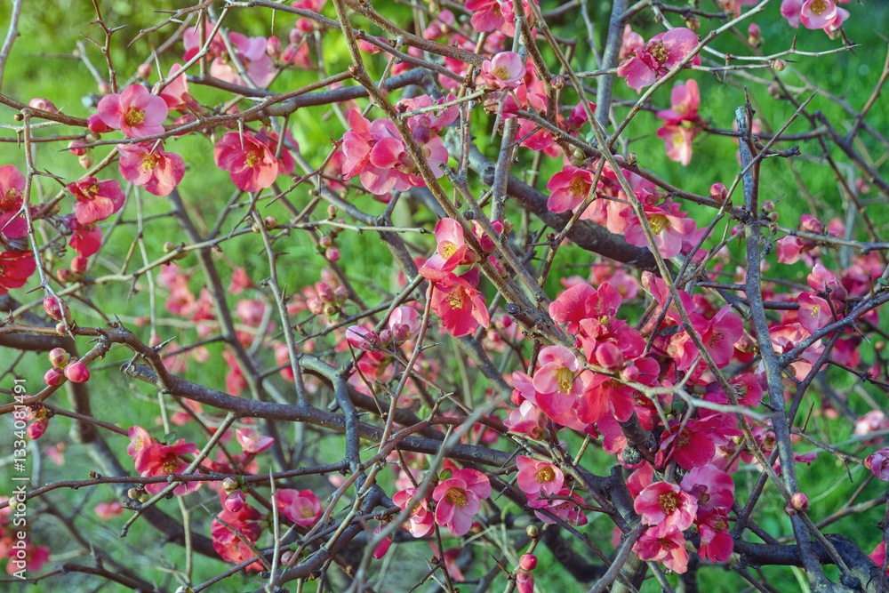 Obraz premium Springtime. Bush of Chaenomeles japonica ( Japanese quince or Maule's quince ) with pink flowers