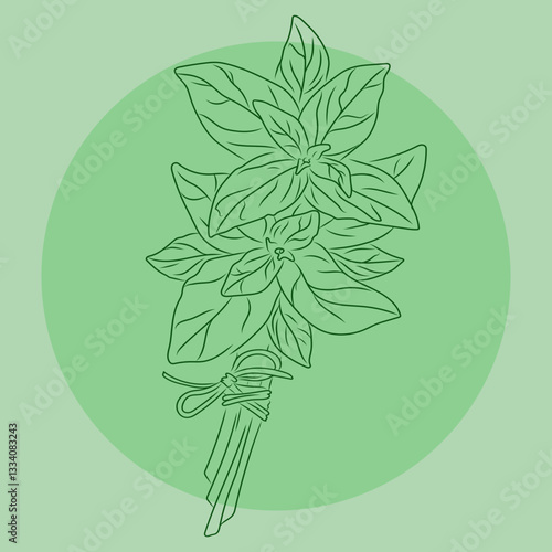 Basil, basilic, vector illustration of a branch with leaves