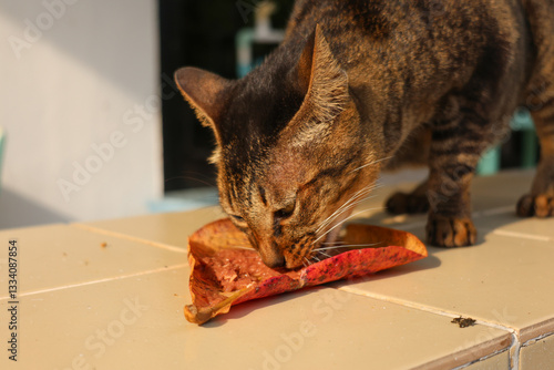 A tabby cat eating food served on a dried leaf in warm sunlight. The detailed whiskers and fur texture make this an ideal stock image for pet care, natural feeding, or animal behavior topics.