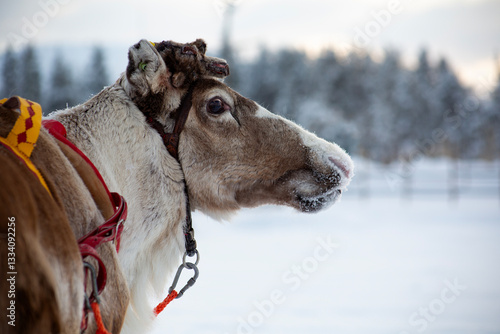 A portrait of a reindeer 