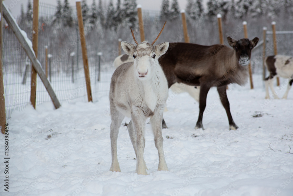 Obraz premium A white reindeer on a reindeer farm 