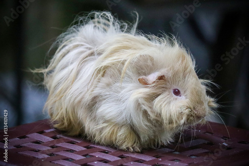 фотографія Sheba Mini Yak Guinea Pig