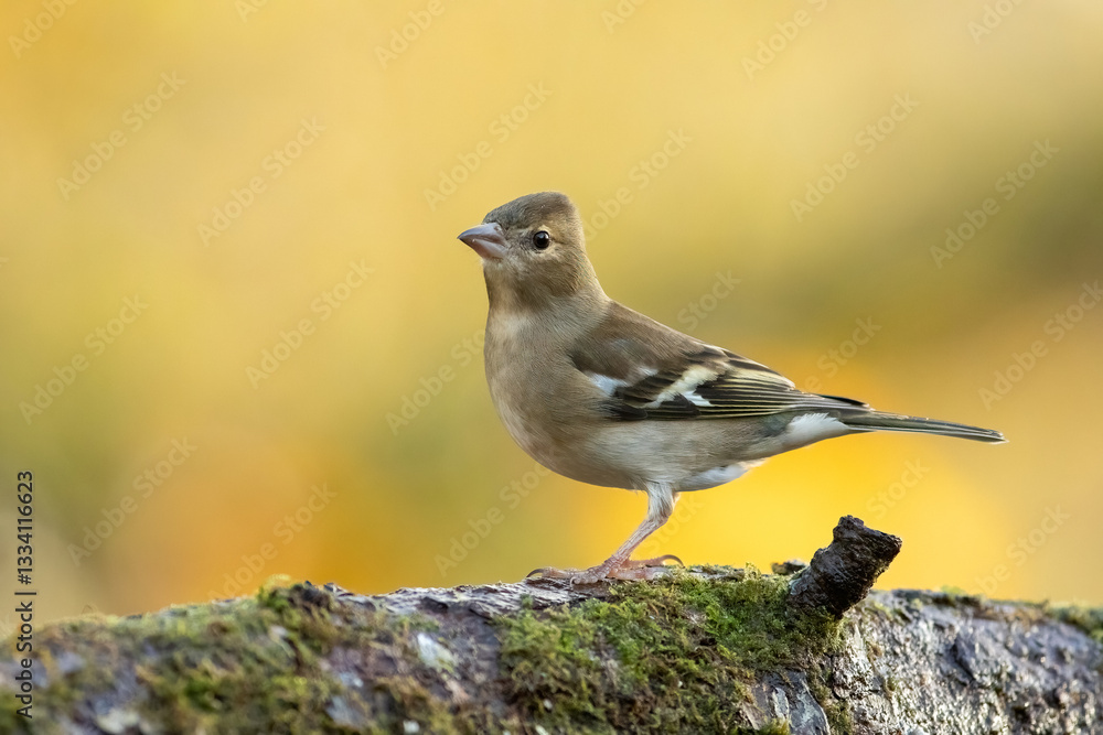 Chaffinch (Fringilla coelebs) Chaffinch (Fringilla coelebs)