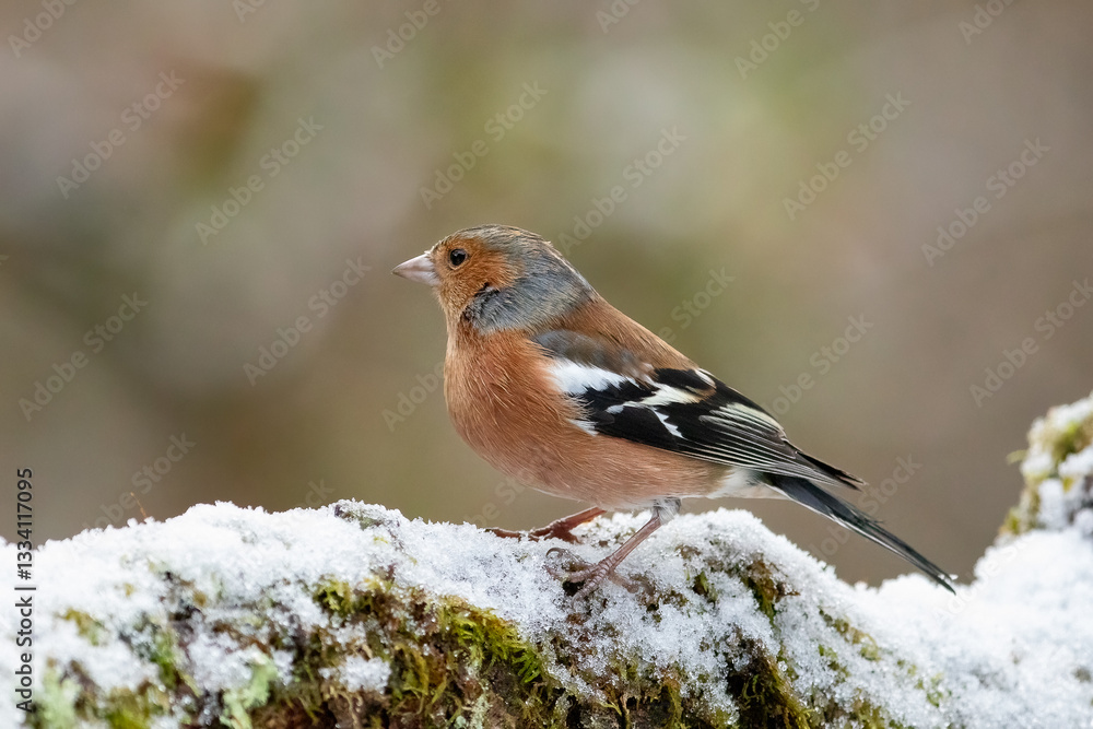 Fototapeta premium Chaffinch (Fringilla coelebs)