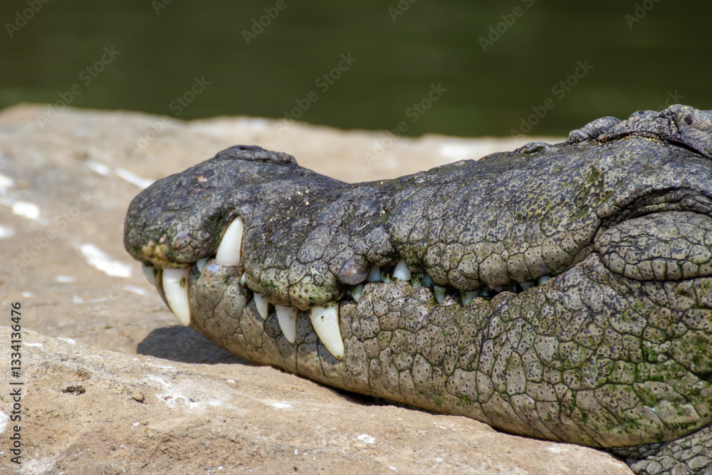 Fototapeta premium Close up shot of a sleeping crocodile's face