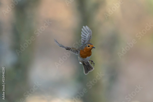 European Robin Erithacus rubecula taking off or flying