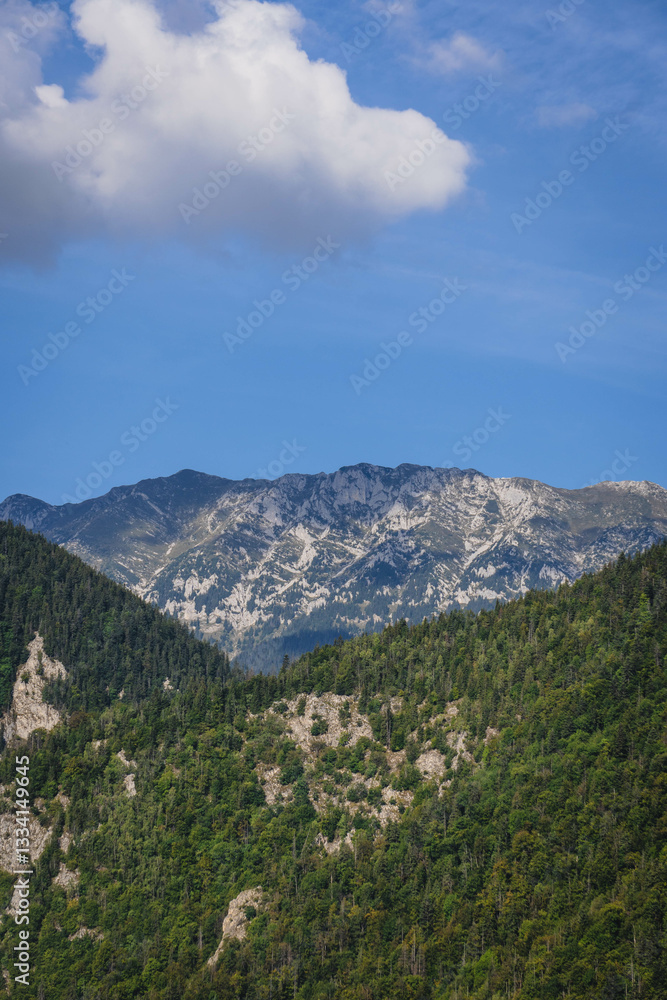 mountain rocky wall with beautiful green pine trees mountain rocky wall with beautiful green pine trees