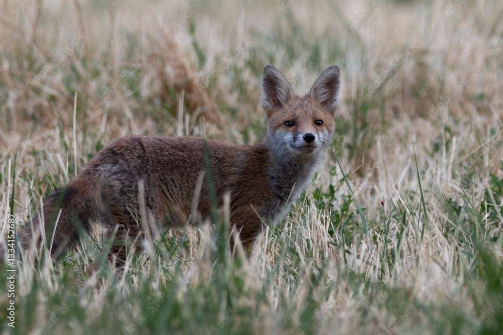 Scent of the Wild: A Young Fox Sensing the Breeze Scent of the Wild: A Young Fox Sensing the Breeze
