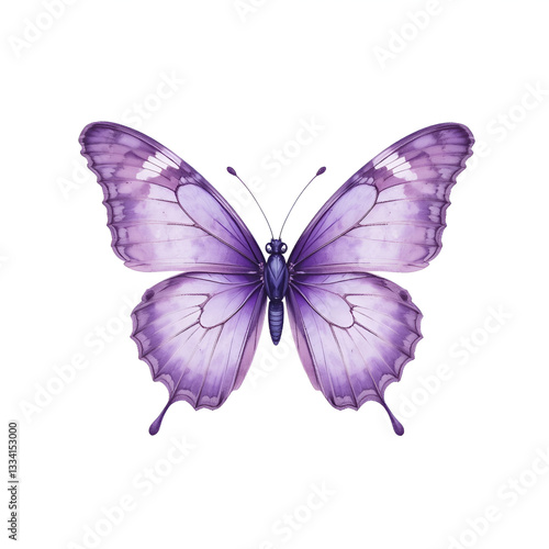 butterfly isolated on white