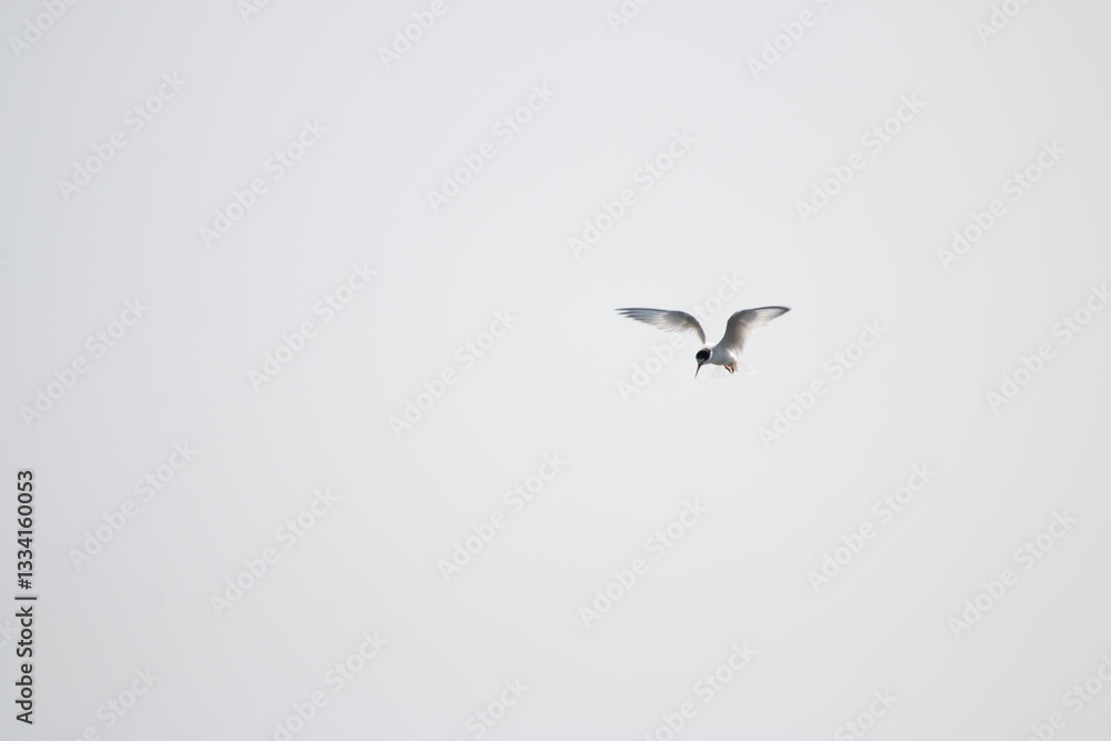 Obraz premium Silent Hunter in a White Sky