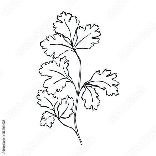 A culinary herb, parsley. Vector minimalistic hand drawn illustration.