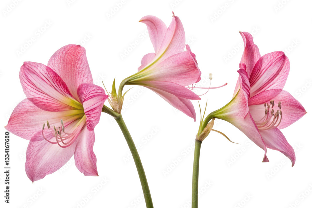 Beautiful pink amaryllis flowers with delicate petals and green stems Beautiful pink amaryllis flowers with delicate petals and green stems