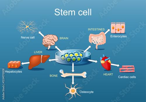 Regenerative medicine and Stem Cell therapy