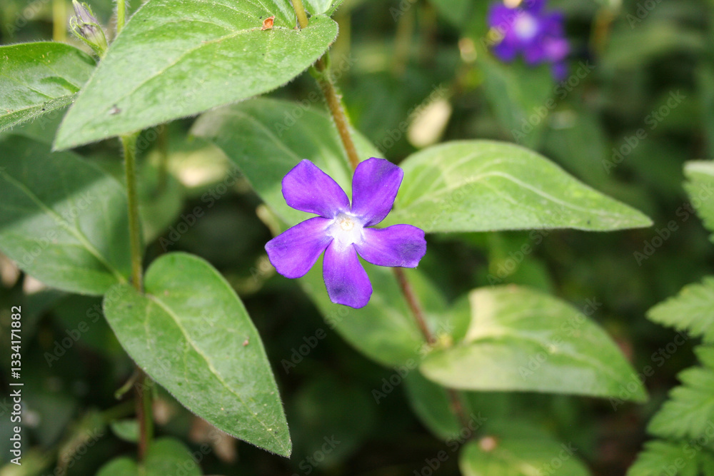 green forest floor with bigleaf periwinkle, purple flower, beautiful purple flower, flower of Vinca major, pretty Vinca on the forest floor surrounded by green leaves, periwinkle, bigleaf periwinkle green forest floor with bigleaf periwinkle, purple flower, beautiful purple flower, flower of Vinca major, pretty Vinca on the forest floor surrounded by green leaves, periwinkle, bigleaf periwinkle