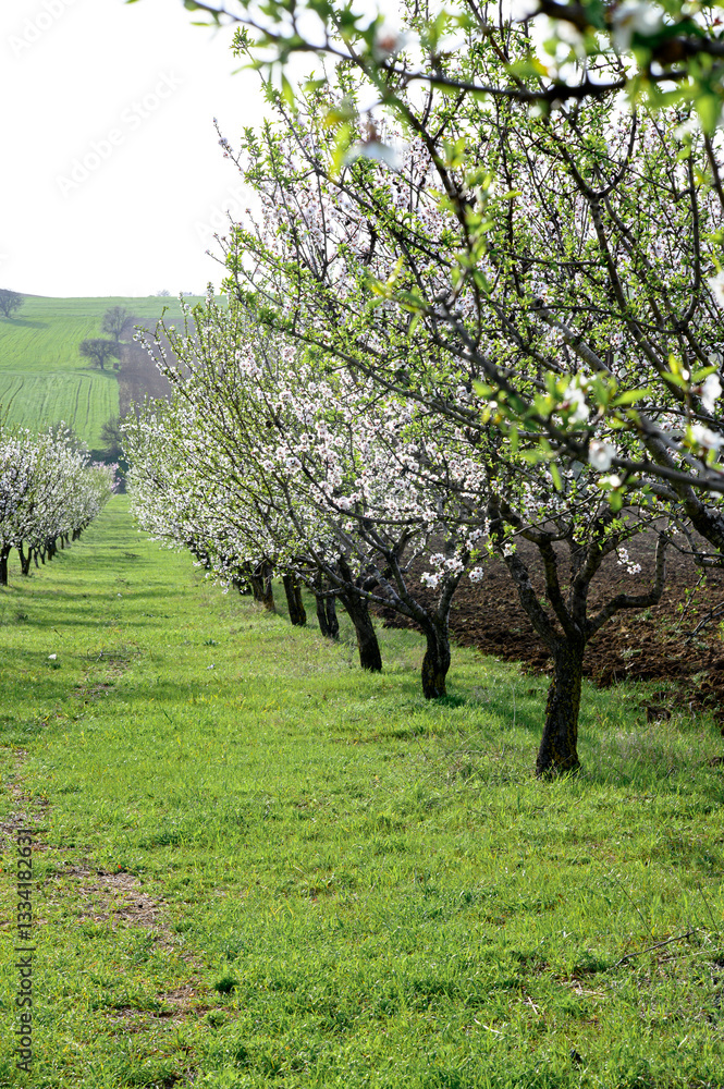 A serene alley of blooming almond trees with white and pink flowers, lined up in rows, surrounded by green grass A serene alley of blooming almond trees with white and pink flowers, lined up in rows, surrounded by green grass