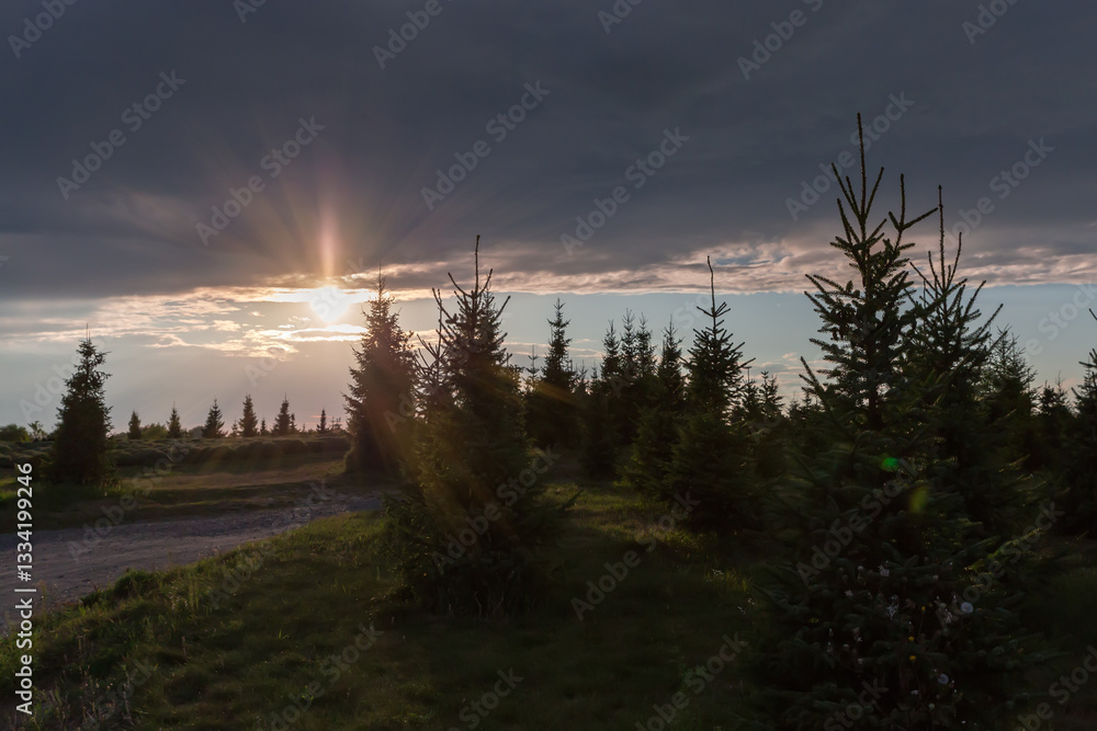 Fototapeta premium Sky with storm clouds band over the spruces before sunset