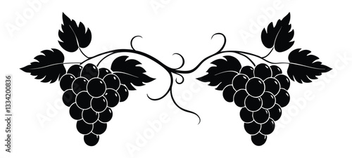 Vector illustration of grapevine with grape clusters and leaves isolated on white background
