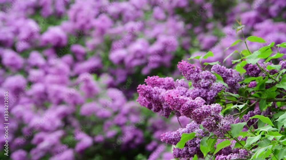 Lilac garden trees at spring time, gardeningm, botany, blossom, 4k macro video Lilac garden trees at spring time, gardeningm, botany, blossom, 4k macro video