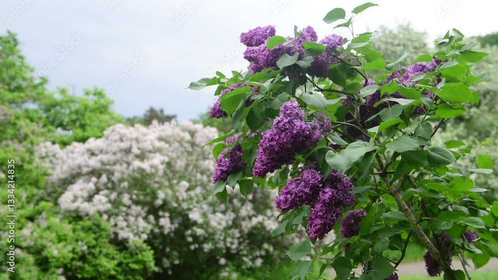 Lilac garden trees at spring time, gardeningm, botany, blossom, 4k macro video Lilac garden trees at spring time, gardeningm, botany, blossom, 4k macro video