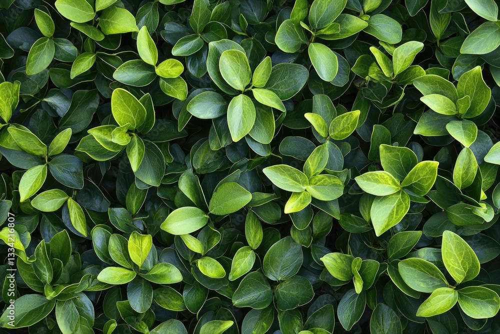 Dense pattern of green foliage forming a natural background Dense pattern of green foliage forming a natural background