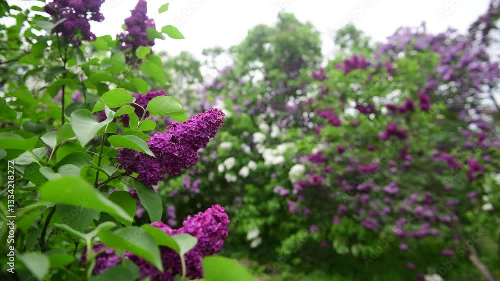 Lilac garden trees at spring time, gardeningm, botany, blossom, 4k macro video Lilac garden trees at spring time, gardeningm, botany, blossom, 4k macro video