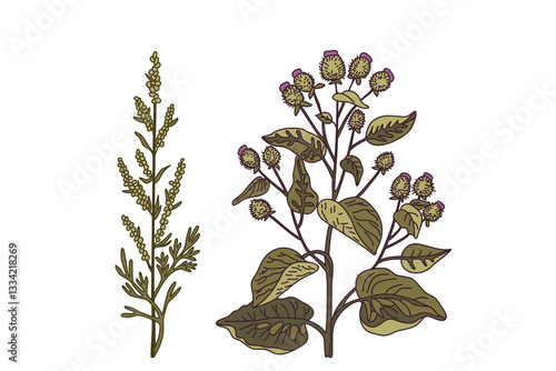 Botanical medicinal plants isolated on white background. Hand drawn colorful plants with stems, leaves, flowers, fruits vector illustration. Graphic design elements for Traditional medicine Print Card