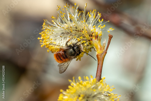 Male european orchard bee (Osmia cornuta) collecting nectar on a pussy willow catkin (Salix caprea) in early spring
