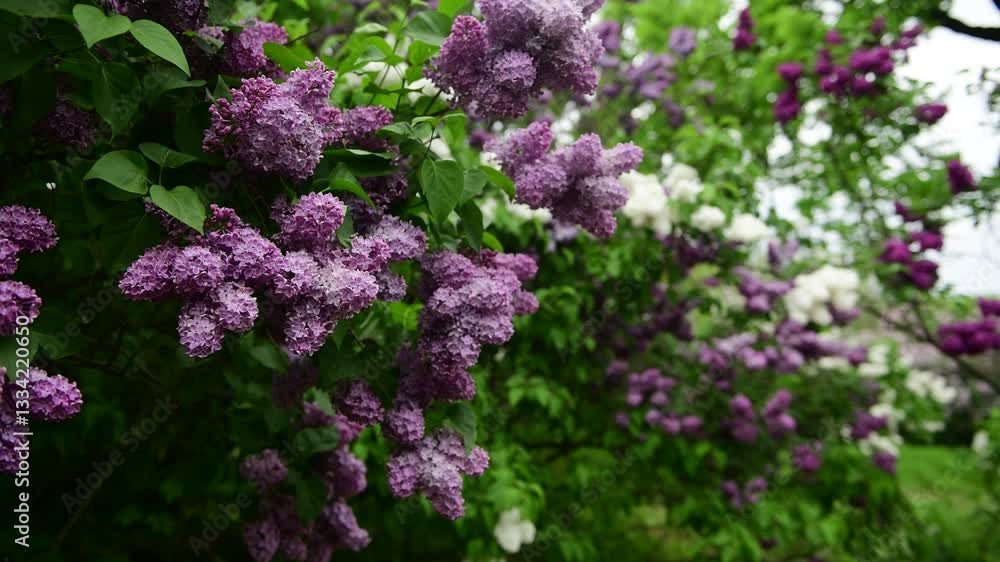 Lilac garden trees at spring time, gardeningm, botany, blossom, 4k macro video Lilac garden trees at spring time, gardeningm, botany, blossom, 4k macro video