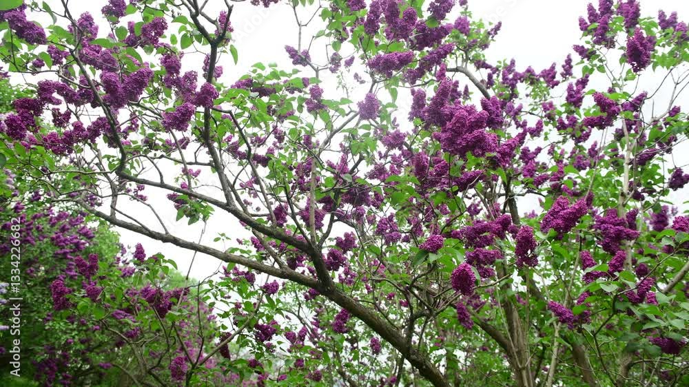 Lilac garden trees at spring time, gardeningm, botany, blossom, 4k macro video Lilac garden trees at spring time, gardeningm, botany, blossom, 4k macro video