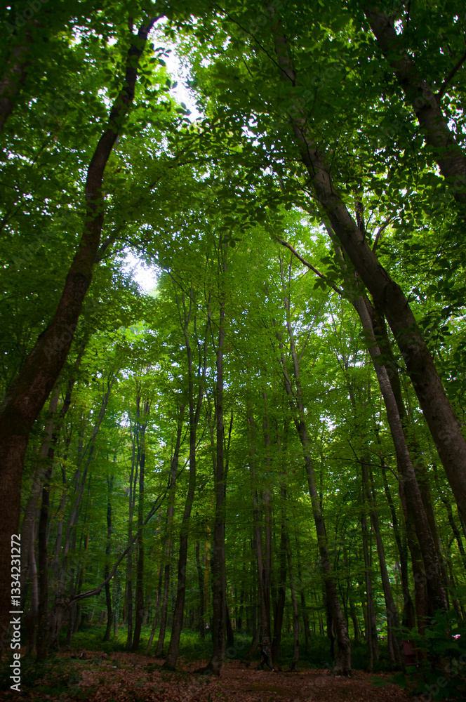 Fototapeta premium Beautiful green forest view. Bushes, trees, path and vines in the forest. Akyazi, Sakarya, Turkey.