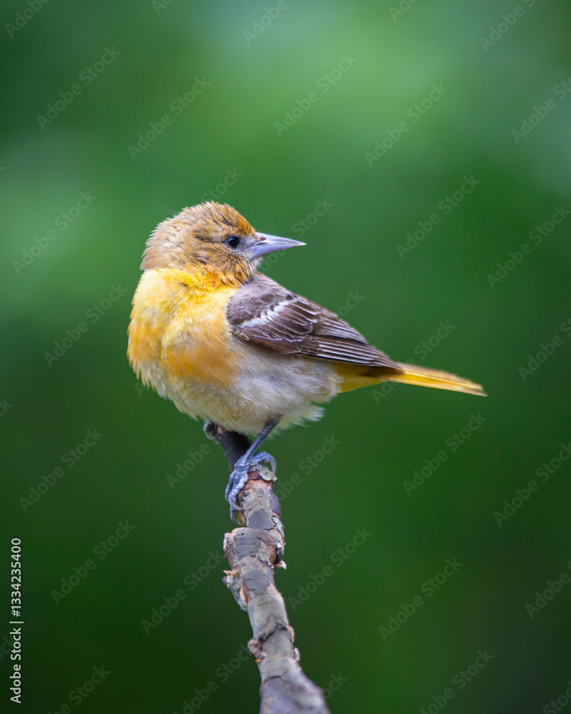 Fototapeta premium Juvenile Baltimore Oriole bird perched on branch isolated on green