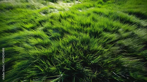 green grass background