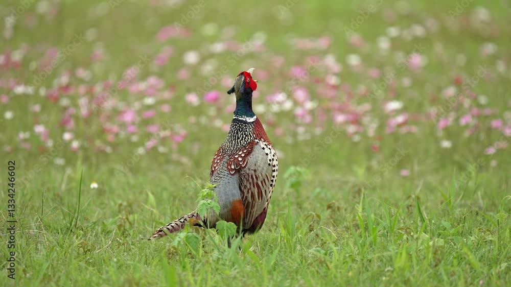 custom made wallpaper toronto digitalRing-necked Pheasant male courtship display in slow motion.