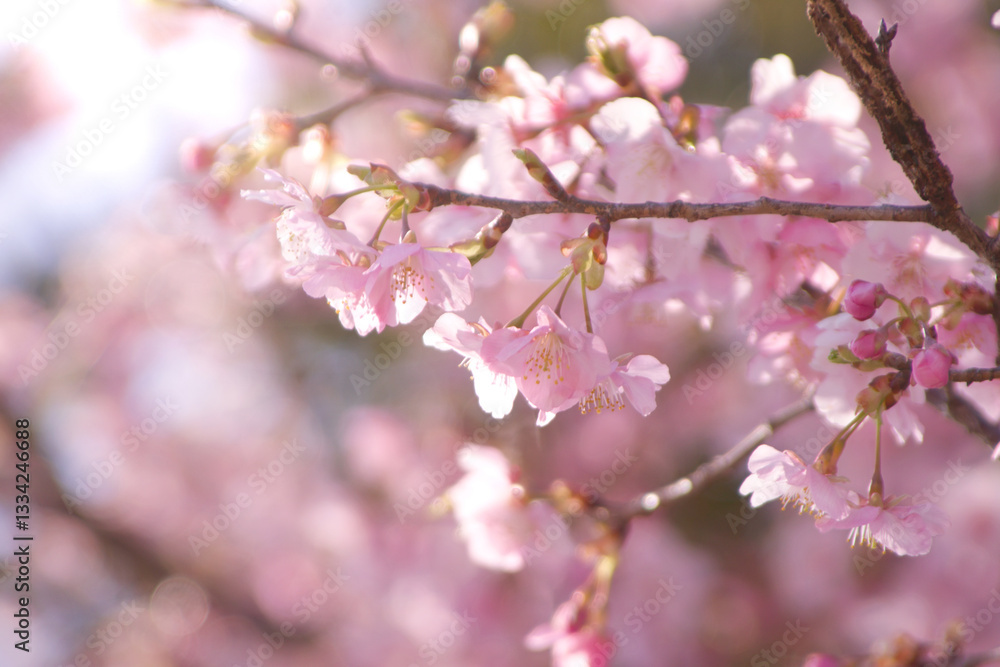 河津桜(アップ3)2025 河津桜(アップ3)2025