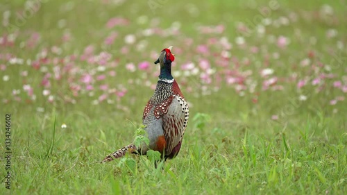 Wallpaper Mural Ring-necked Pheasant male courtship display in slow motion. Torontodigital.ca