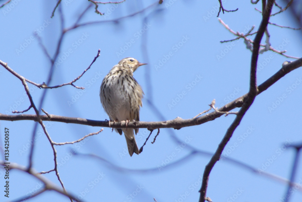 Obraz premium ウタツグミと青空