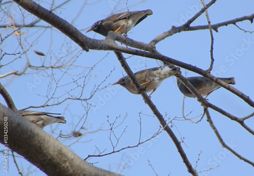 Wallpaper Mural ムクドリと青空 Torontodigital.ca