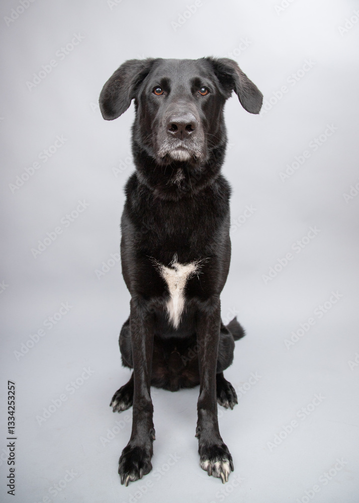 Close-up portrait of a black terrier mixed breed dog sitting in front of a grey background Close-up portrait of a black terrier mixed breed dog sitting in front of a grey background