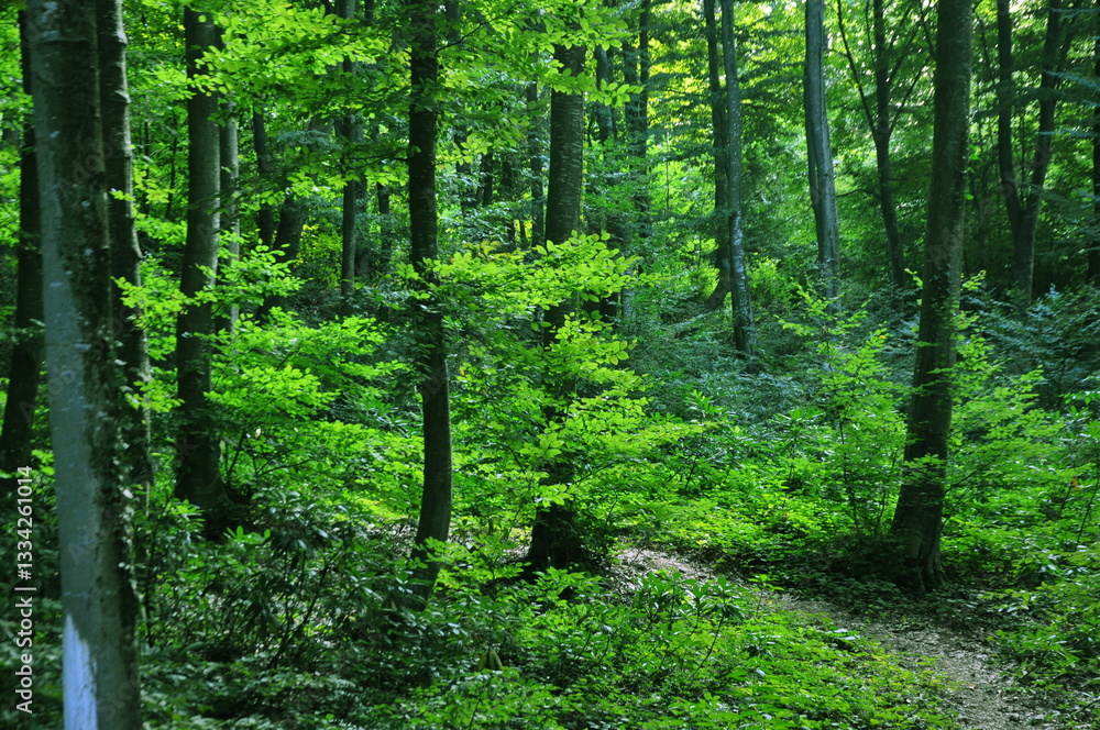 Obraz premium Water stream, bushes and dry leaves in forest