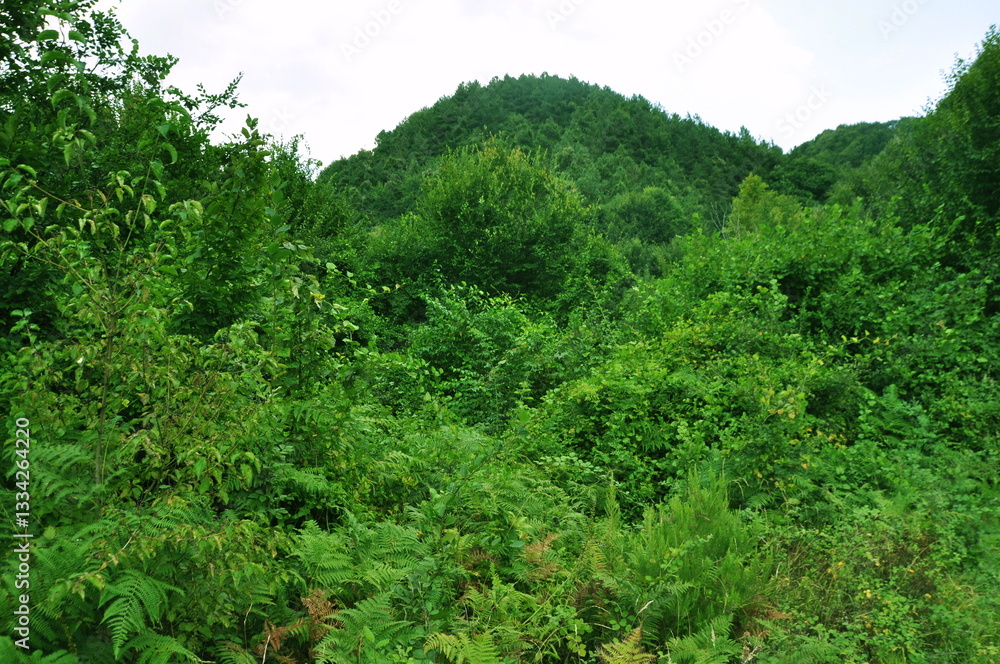 Fototapeta premium Beautiful green forest view. Bushes, trees and vines in the forest