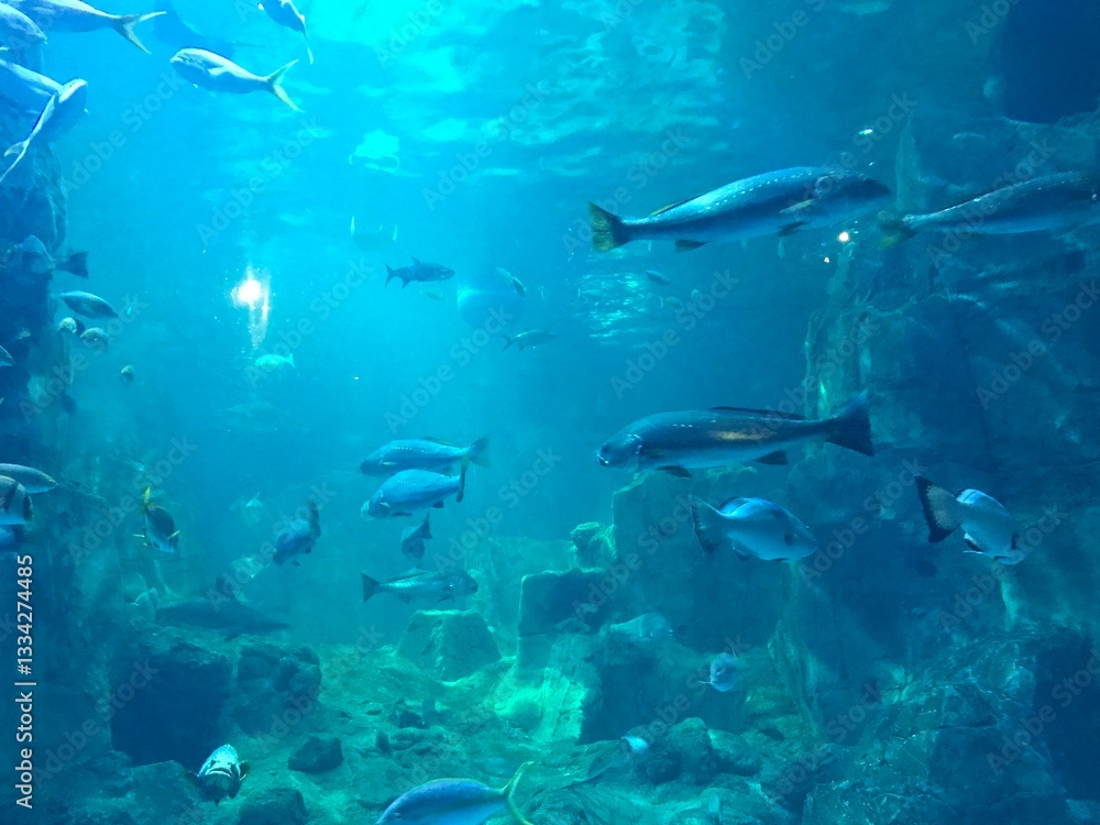 Obraz premium Sharks, rays, fish in the huge aquarium.