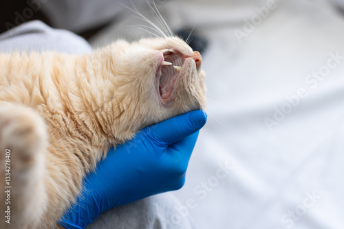 Healed gums in a cat after tooth extraction. Tooth extraction in a cat after advanced periodontitis