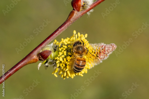 Photography Honey bee (Apis) collecting nectar on a pussy willow catkin (Salix caprea) in ea