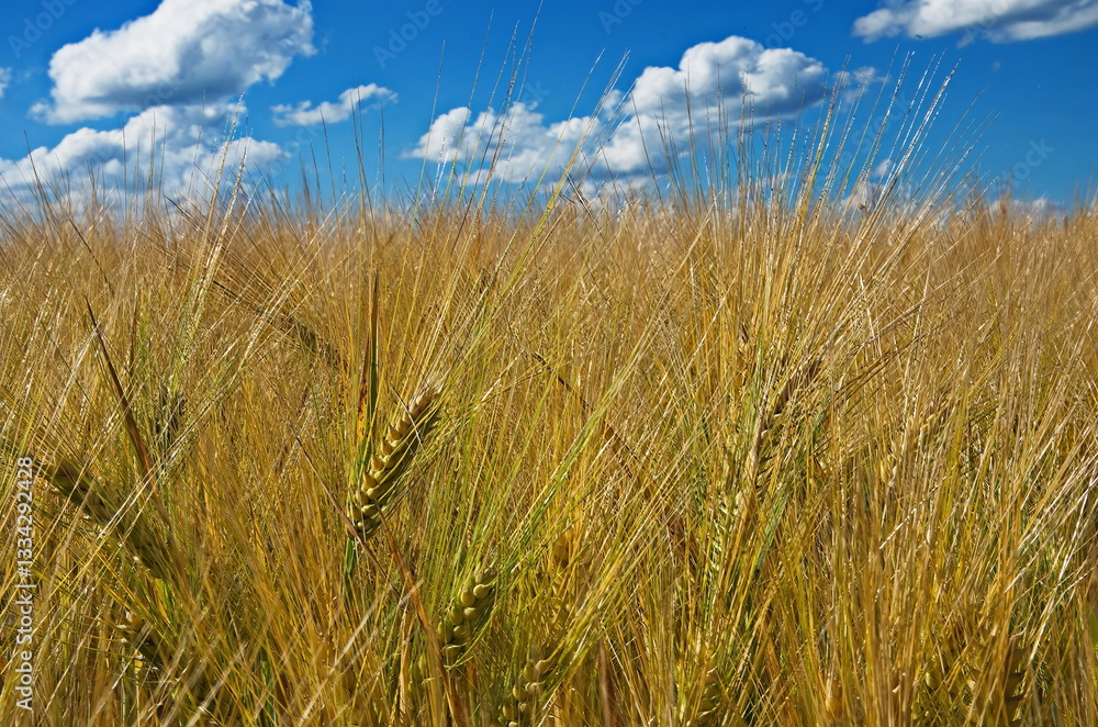 Fototapeta premium Green and yellow barley ears background in the summer. Image of barley ears against the blue sky and white clouds. Barley spikes close-up.