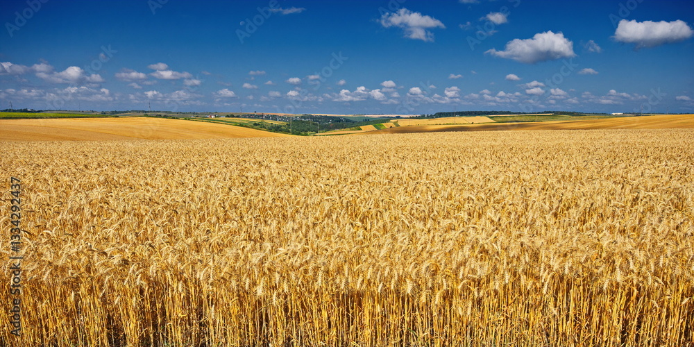 Fototapeta premium Wide yellow field of ripe wheat. Wheat field under beautiful blue sky and clouds at summer sunny day.