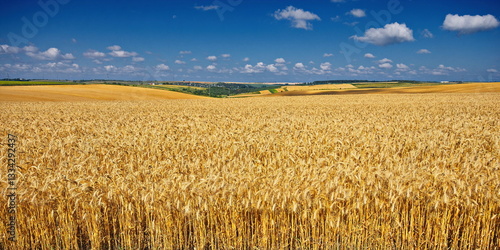 Wide yellow field of ripe wheat. Wheat field under beautiful blue sky and clouds at summer sunny day.