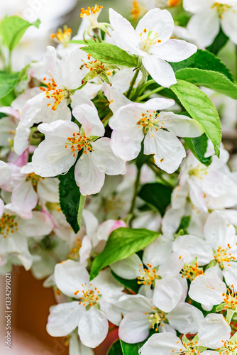 A beautiful flowering branch with white bundles of petal buds.Blooming apple, cherry, pear and apricot trees over a bright blue sky.White flowers on a tree.Spring blossoms.